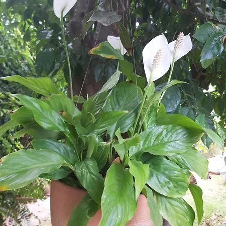 Holidays Tenerife Breakfast Inclusive Wifi Pool Fr La Laguna (Tenerife)