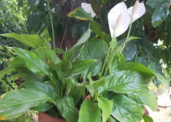 Holidays Tenerife Breakfast Inclusive Wifi Pool Fr La Laguna (Tenerife)